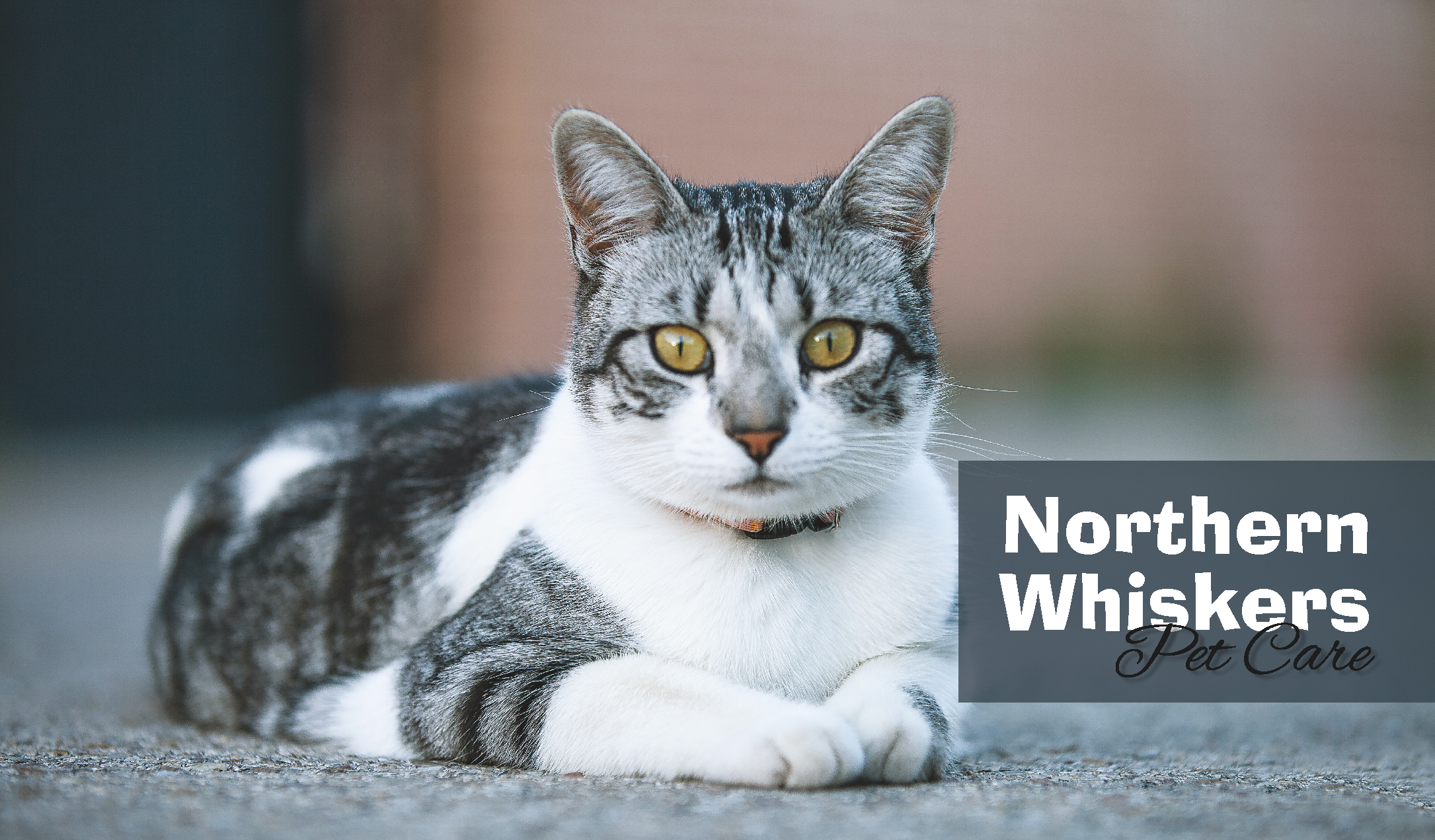 An example of a business card with four layers. From top to bottom: you have the cat image; the graphic banner on the right; the text reading ‘Northern Whiskers’; the text reading ‘Pet Care’.