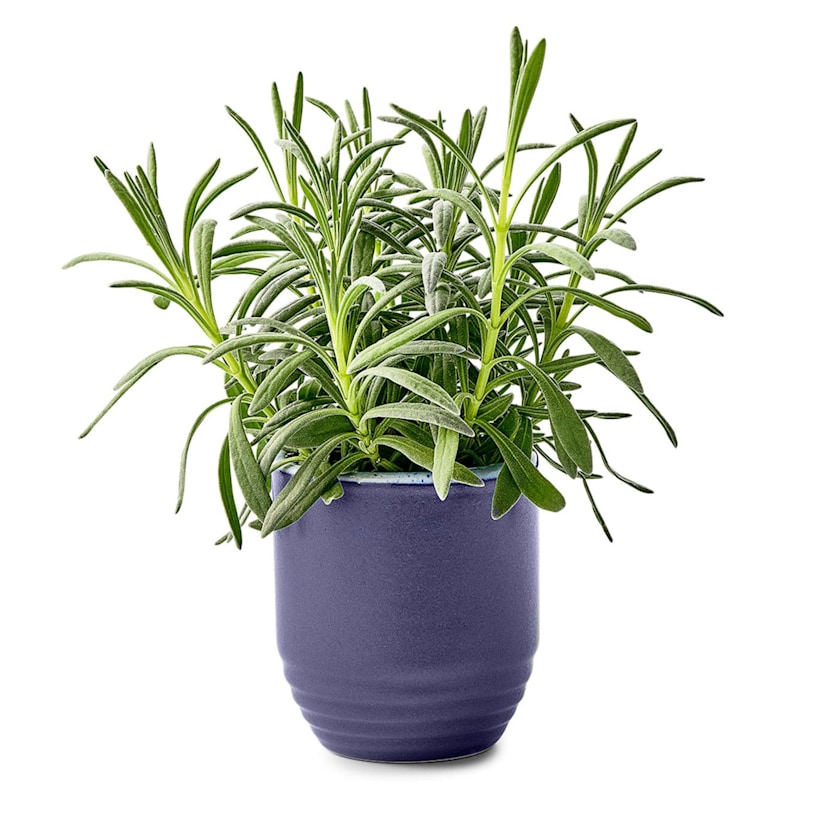 Example 2 of selected product