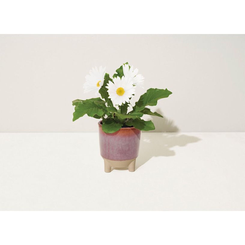 Example 6 of selected product