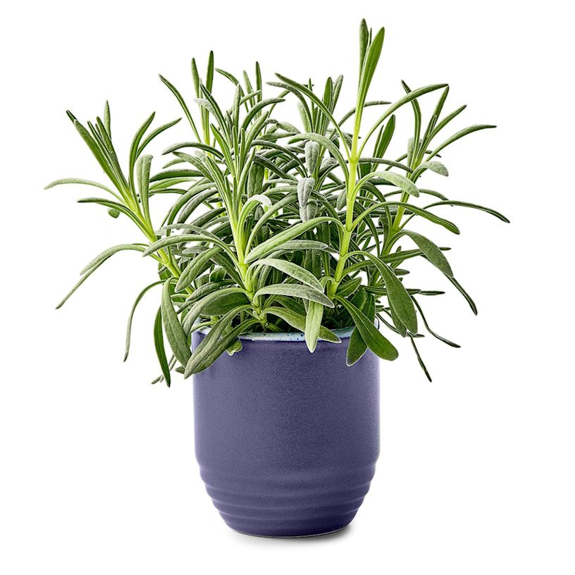 Example 2 of selected product