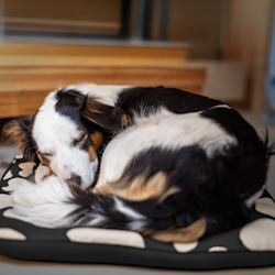 Coussin pour animal
