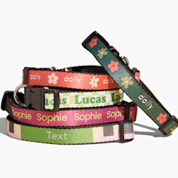 Collares para perro personalizados