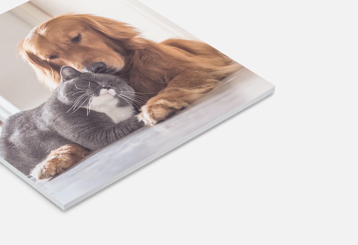 Eine personalisierte Fotokachel mit dem Bild eines Golden Retrievers, der mit einer grau-weißen Katze kuschelt. 