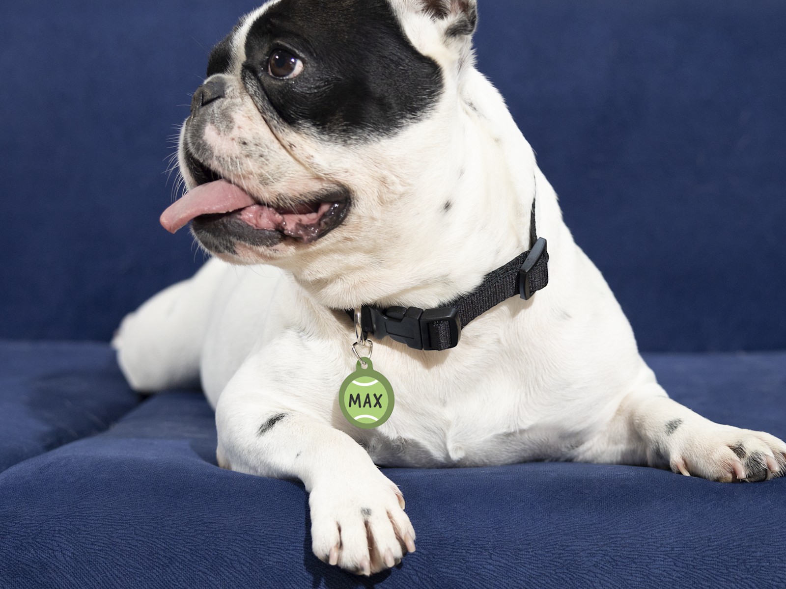 Pet collar name tags clearance