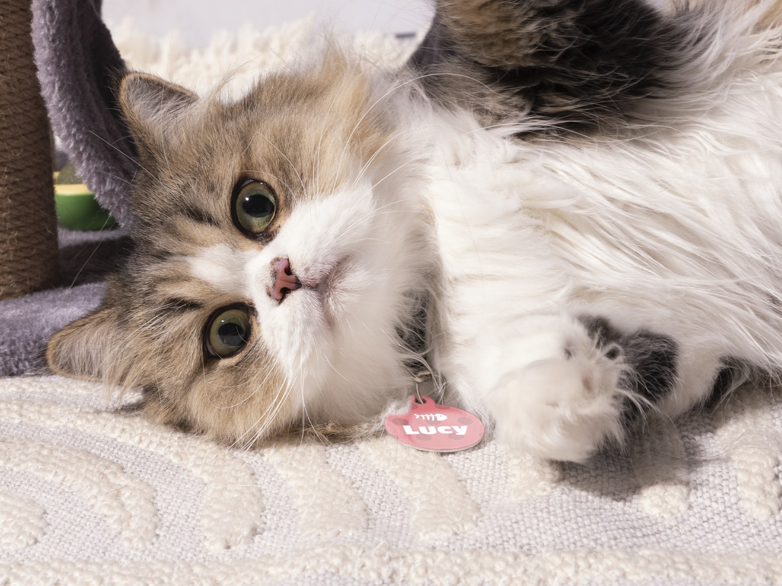 A cat wearing a custom pet tag printed with a name. 