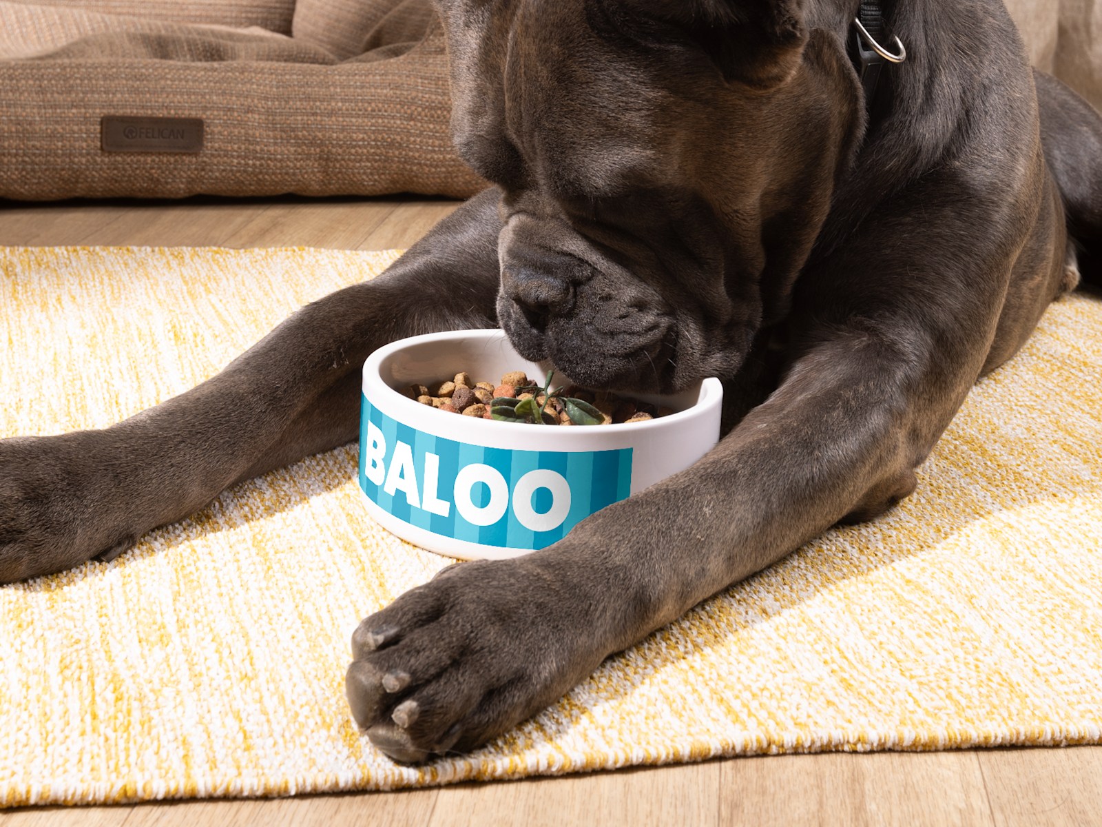 Un chien en train de manger dans une gamelle personnalisée portant son nom : Bear. 