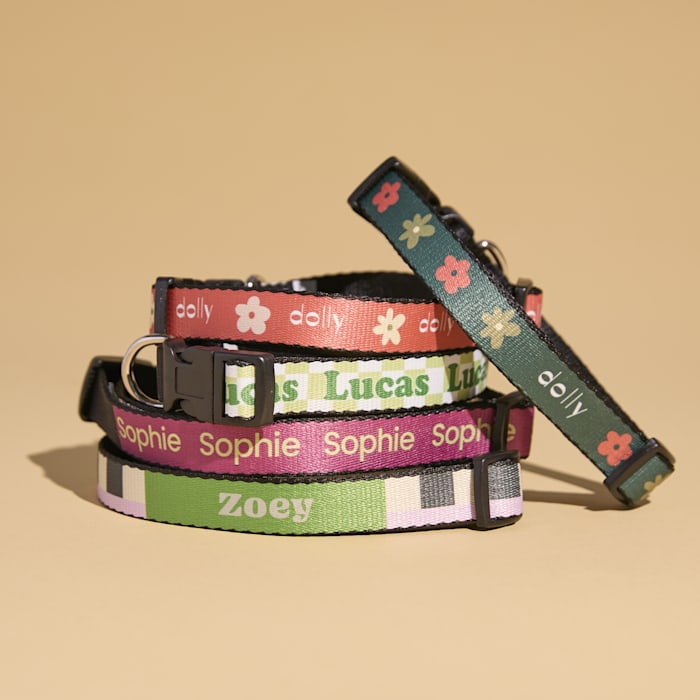 New dog collar outlet