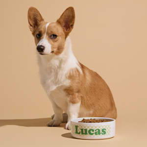 A dog sitting behind a pet bowl personalized with a name: Lucas. 