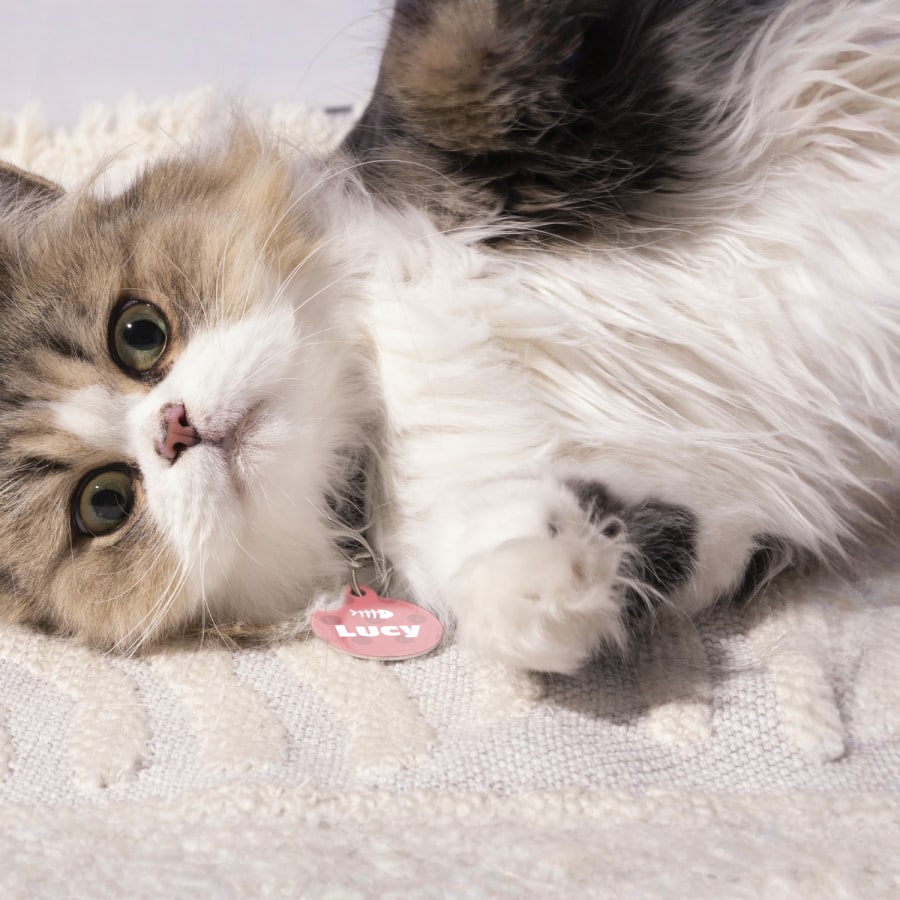 A cat wearing a custom pet tag printed with a name. 