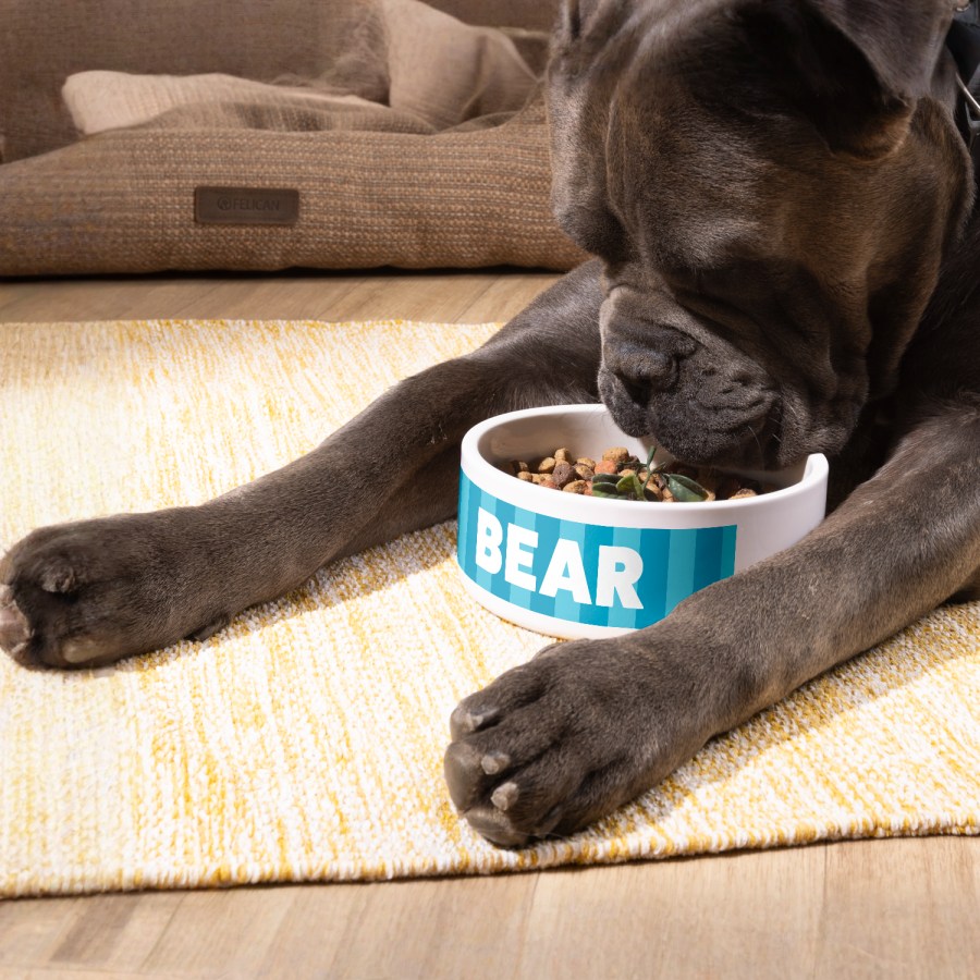 A dog eating out of a custom pet bowl that’s personalized with his name: Bear. 