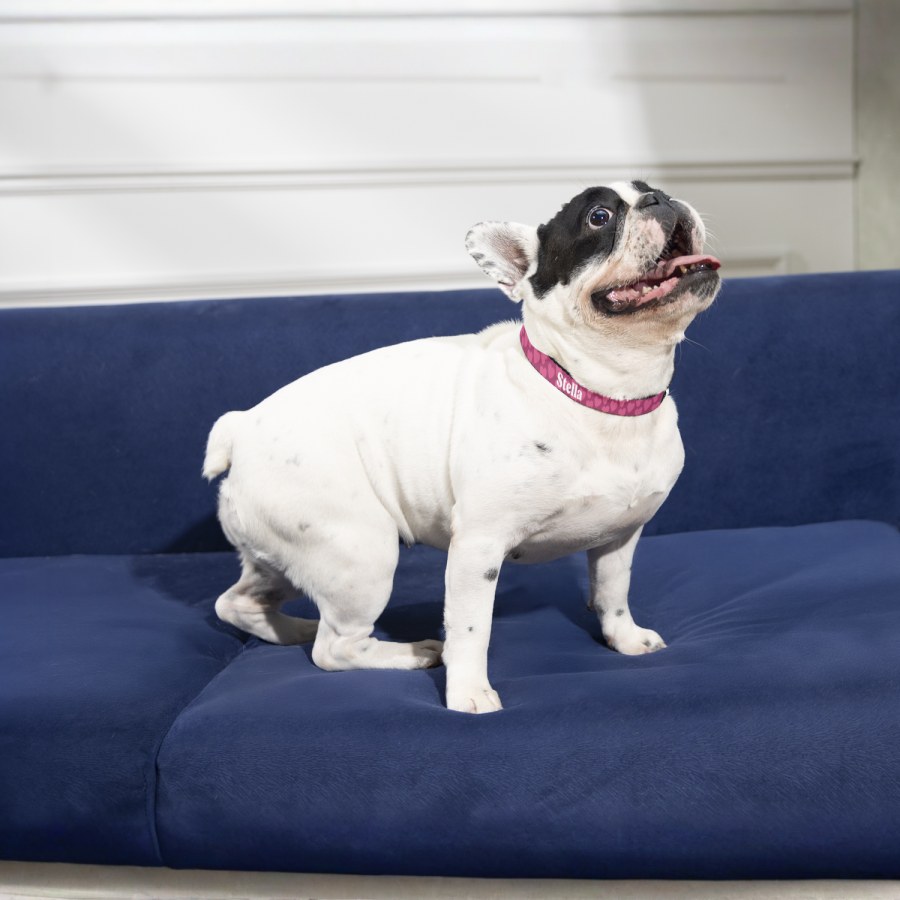 A pug wearing a custom dog collar, printed with the name Stella. 