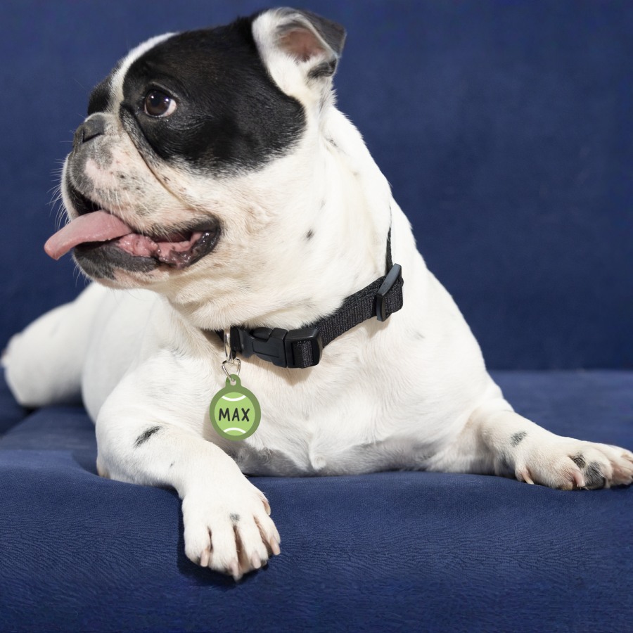 Un perro usando una placa para mascotas personalizada impresa con su nombre.