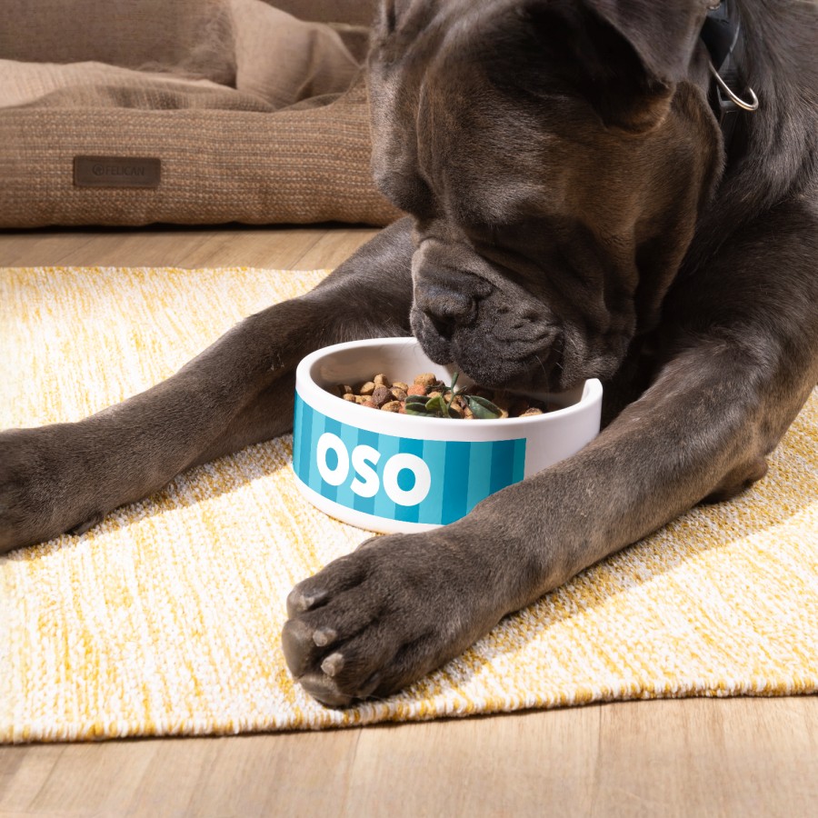 Un perro comiendo de un plato para mascotas personalizado con su nombre: Oso 