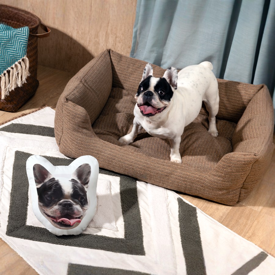Un bulldog francés está sentado junto a un cojín con su cara.
