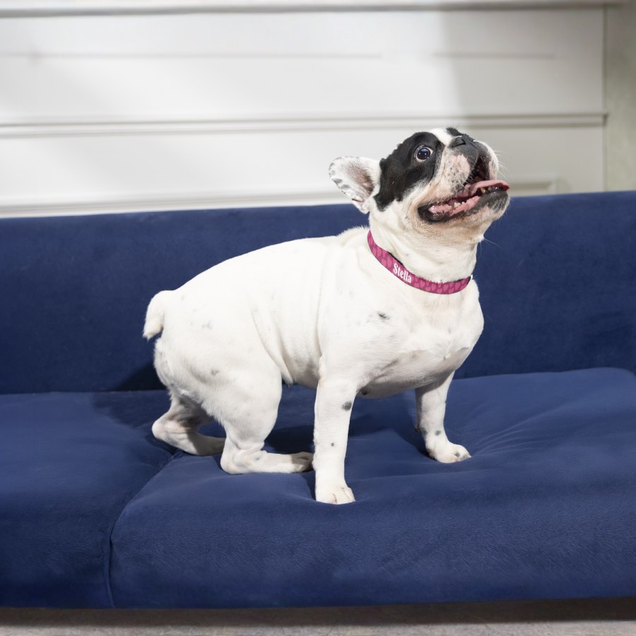 Un carlin portant un collier pour chien personnalisé, imprimé avec le nom Stella. 