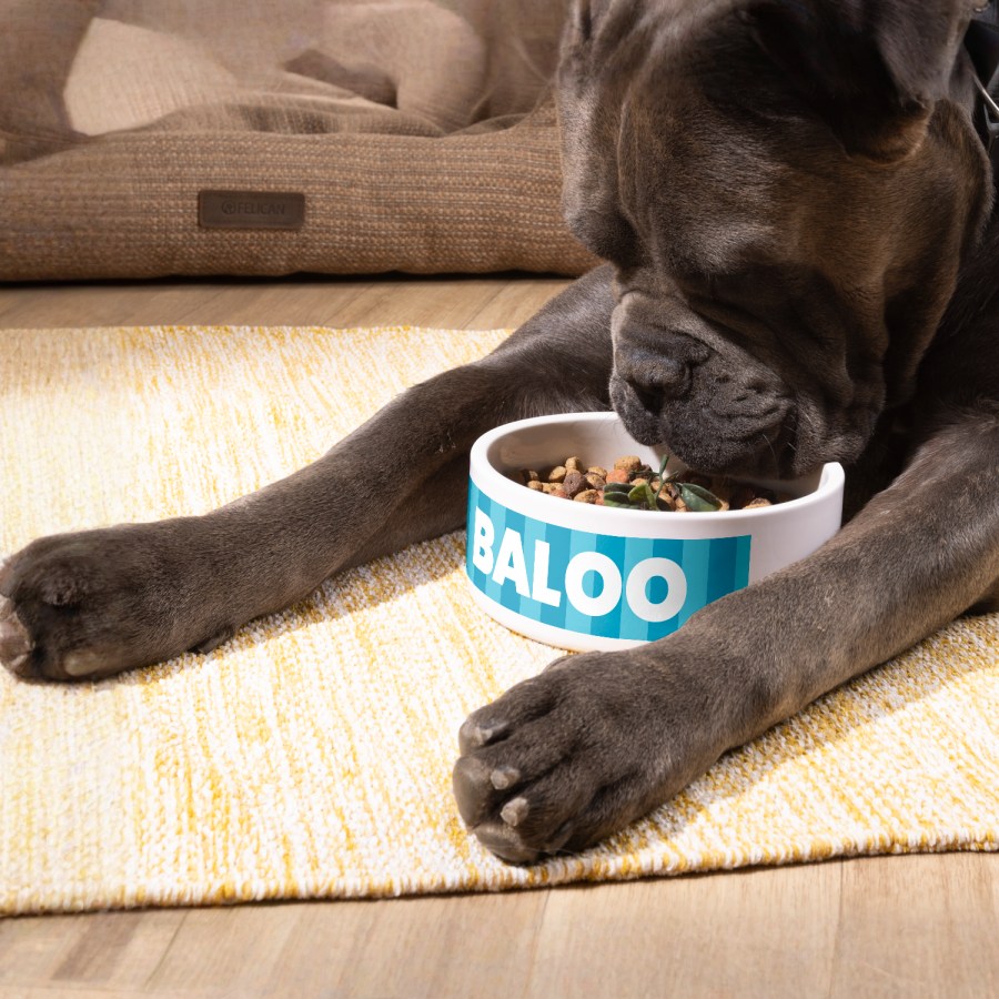 Un chien en train de manger dans une gamelle personnalisée portant son nom : Bear. 