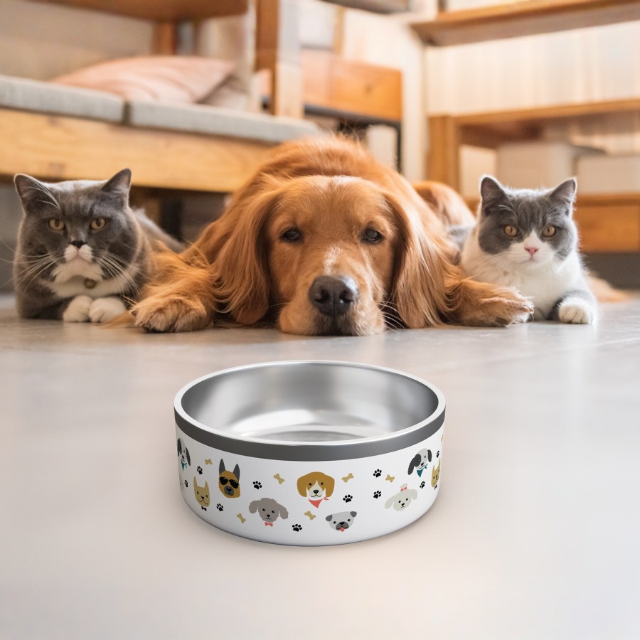 Uma tigela branca para cão personalizada com vários desenhos de cães, ossos e patas. Dois gatos e um cão a olharem para a tigela a partir de trás. 