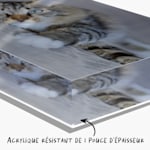 Un bloc photo plexi personnalisé avec la photo d’un chat et une note indiquant : « Plexi robuste de 1 po d’épaisseur ». 