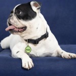 A dog wearing a custom pet tag printed with a name.