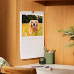 A wall calendar displayed on a wood wall and open to a picture of a golden retriever.