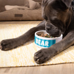 A dog eating out of a custom pet bowl that’s personalized with his name: Bear.