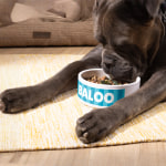 Un chien en train de manger dans une gamelle personnalisée portant son nom : Bear.